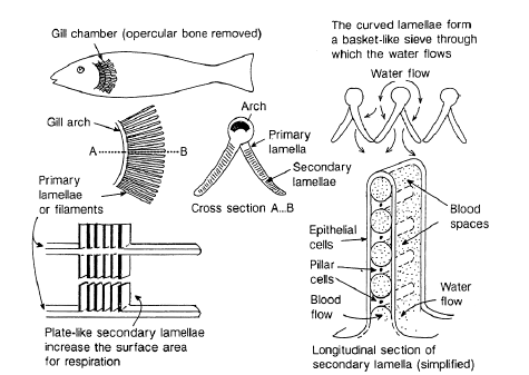 Fig. 2: Diagrammatic structure of fish gills (from Lloyd, 1992) 