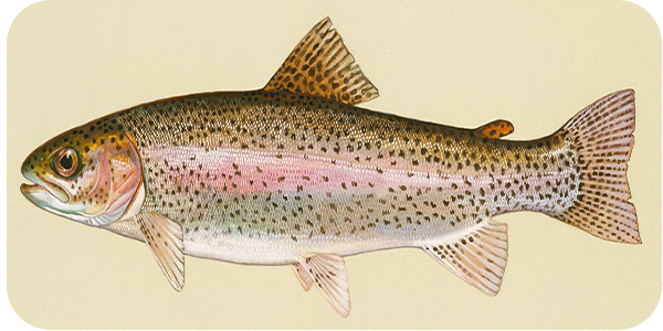 ماهی قزل آلا عمدتا بر پایه قزل آلای رنگین کمان (Oncorhynchus mykiss)