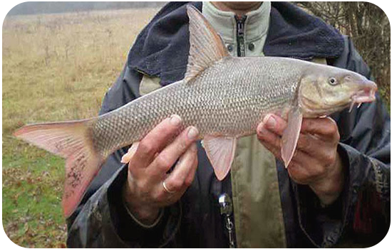 ماهی قزل آلا (salmo trutta caspius)