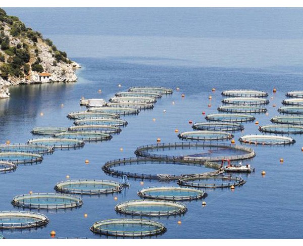 تاريخ الاستزراع السمكي في تركيا