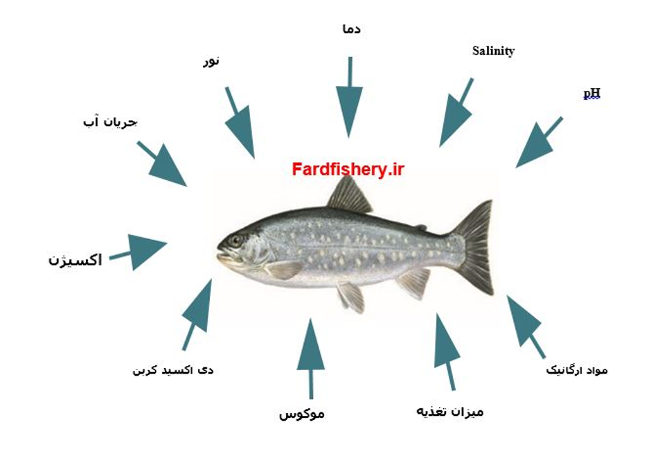Təkrarlanan Akvakultura Sistemi - Birinci addım