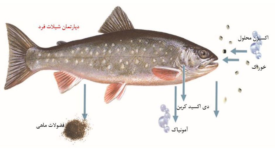 Təkrarlanan Akvakultura Sistemi - Birinci addım