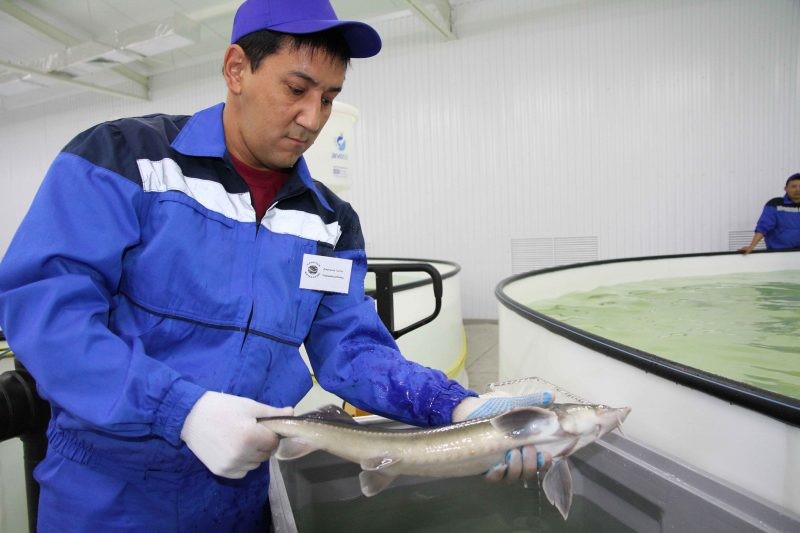 پرورش ماهی در قزاقستان