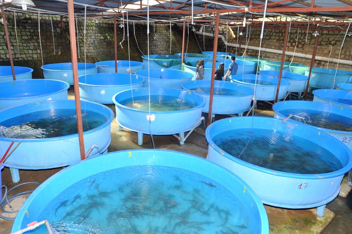 پرورش ماهی در تاجیکستان
